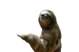 animals & Sloth free transparent png image.