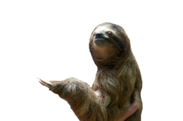 animals & sloth free transparent png image.