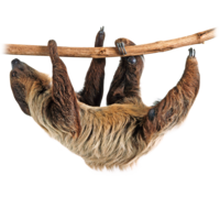 animals & Sloth free transparent png image.