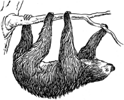 animals & Sloth free transparent png image.