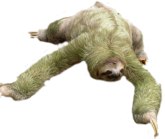 animals & Sloth free transparent png image.