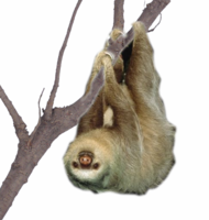 animals & sloth free transparent png image.