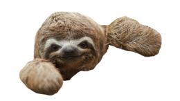 animals & sloth free transparent png image.