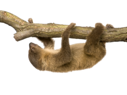 animals & Sloth free transparent png image.