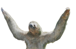 animals & Sloth free transparent png image.