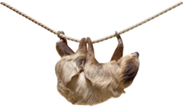 animals & sloth free transparent png image.