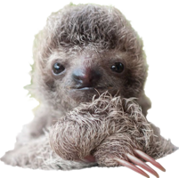 animals & sloth free transparent png image.