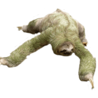 animals & sloth free transparent png image.