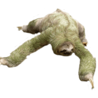 animals & Sloth free transparent png image.