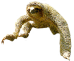 animals & sloth free transparent png image.