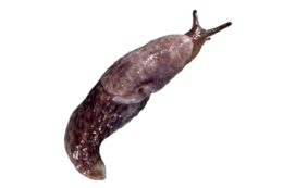 insects & slug free transparent png image.