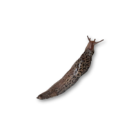 insects & Slug free transparent png image.