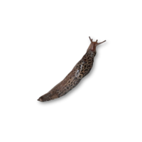 insects & slug free transparent png image.