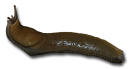 insects & Slug free transparent png image.