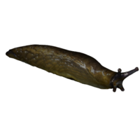 insects & Slug free transparent png image.