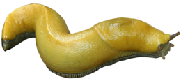 insects & slug free transparent png image.