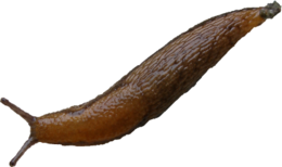 insects & Slug free transparent png image.