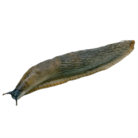 insects & Slug free transparent png image.