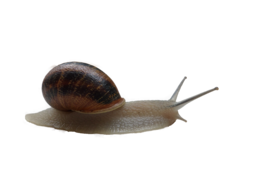 animals & snails free transparent png image.