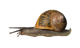 animals & Snails free transparent png image.