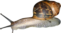 animals & Snails free transparent png image.