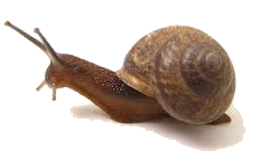 animals & snails free transparent png image.