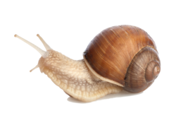 animals & snails free transparent png image.