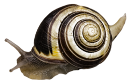 animals & Snails free transparent png image.