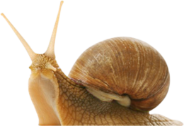 animals & Snails free transparent png image.