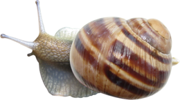 animals & snails free transparent png image.