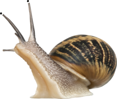 animals & snails free transparent png image.