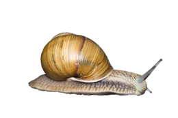 animals & snails free transparent png image.