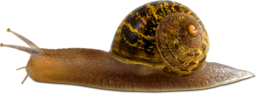 animals & Snails free transparent png image.