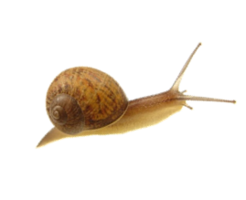 animals & snails free transparent png image.