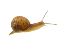 animals & Snails free transparent png image.