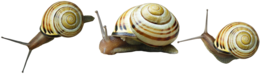 animals & Snails free transparent png image.