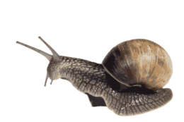 animals & Snails free transparent png image.