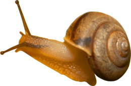 animals & Snails free transparent png image.