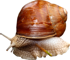 animals & Snails free transparent png image.