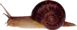 animals & Snails free transparent png image.