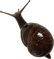 animals & snails free transparent png image.