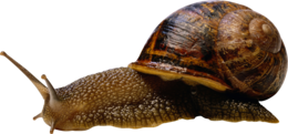 animals & snails free transparent png image.