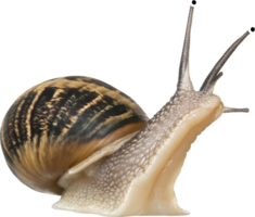 animals & snails free transparent png image.