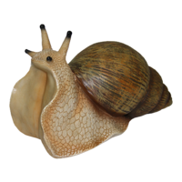 animals & Snails free transparent png image.