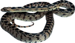 animals & snake free transparent png image.