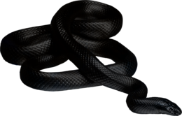 animals & snake free transparent png image.