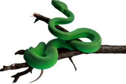 animals & Snake free transparent png image.