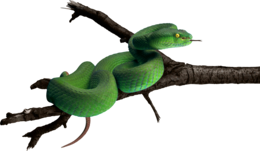 animals & Snake free transparent png image.