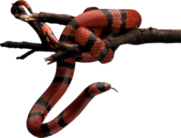 animals & snake free transparent png image.