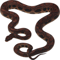 animals & Snake free transparent png image.